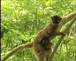 Lemur_brun1.jpg
